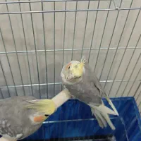 2عدد عروس هلندی نر