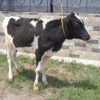 گوساله دورگ هلشتاین ماده لیشه گاو