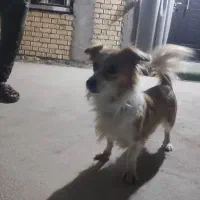 سگ کلو