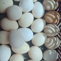 تخم مرغ محلی تازه و بهداشتی