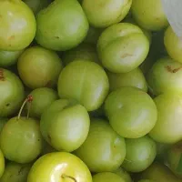 آلیچه خوشمزه واوگانیک حدود ۶۰۰میلو هنوز چیده نشذه