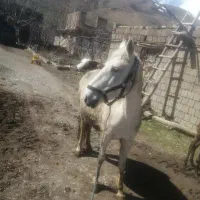 اسب|اسب و تجهیزات اسب‌سواری|سیلوانه, |دیوار