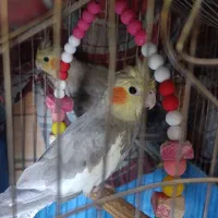 عروس هلندی