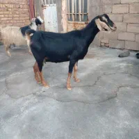 بره ماده ونر وبز وگوسفند