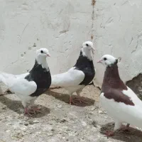 طوقی