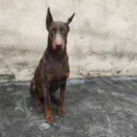 فروش چند قلاده سگ اصیل