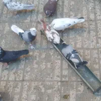 تعدادی کبوتر به شرط پرشی