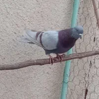 گرفتنی|پرنده|قم, شاه سید علی|دیوار