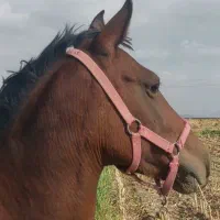 مادیون با کره نردوماهه