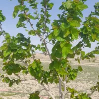 زمین دهانه اخلمد