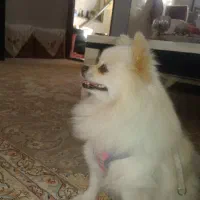 سگ پامر|سگ|اردکان, |دیوار