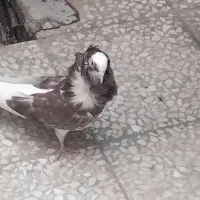سلام نروماده|پرنده|قم, منبع آب|دیوار