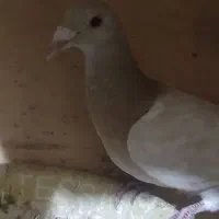 ماده خطی لیمویی|پرنده|شال, |دیوار