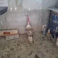 بوقلمون نر