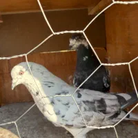 کفتر قلمه|پرنده|تهران, اکباتان|دیوار