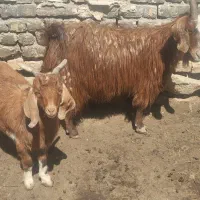 بز و بزغاله نر شیرا