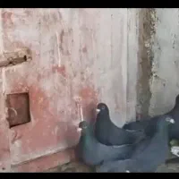 12.000.000|پرنده|زهک, |دیوار