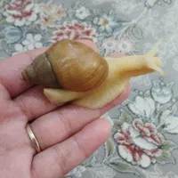 حلزون آچاتینا|خزنده|کرج, اصفهانی‌ها|دیوار