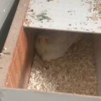 عروس هلندی|پرنده|بندر ماهشهر, |دیوار