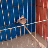 قناری نر ۴۵۰|پرنده|قم, شهرک امام حسین|دیوار