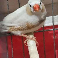 ۶ عدد فنچ  و چهار تخم همراه با دو قفس