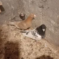 کبوتر کله|پرنده|سیدآباد, |دیوار