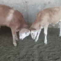 گوساله نر مونت بیلیارد شیر مست