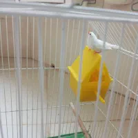 جفت فنچ|پرنده|تهران, منیریه|دیوار