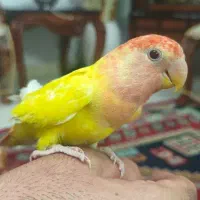 طوطی برزیلی ماده رام