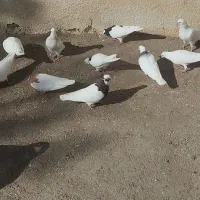 کبوتر طوقی|پرنده|اسفرورین, |دیوار