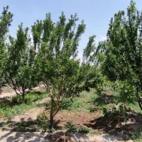 قطعه باغ ویلایی انشعاب دار در بارانلو|فروش خانه و ویلا|خسروشاه, |دیوار