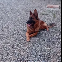 سگ ژرمن ماده دوساله قیمت پنج ملیون