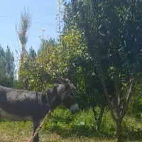 فروش خر نر جوان