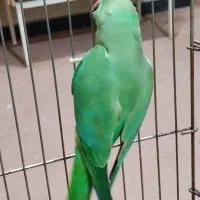 طوطی ملنگو سبزماده|پرنده|آبادان, |دیوار