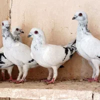 کفتر کاشمر