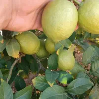 لیمو خاگی مخصوص سردخانه|عمده‌فروشی|جهرم, |دیوار