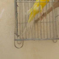 قناری رسمی بلند