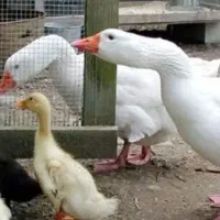 غاز