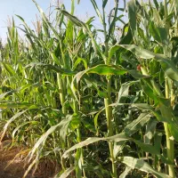 ذرت علوفه ای|عمده‌فروشی|خوی, |دیوار