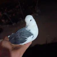 معا وضع با عروس هلندی