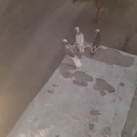 کفتر خوب جوان توکی هوای ملکی ۷عدد به فروش می‌رسد|پرنده|کهنوج, |دیوار