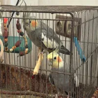 یک جفت عروس هلندی ۲ساله تخم هم میکنه