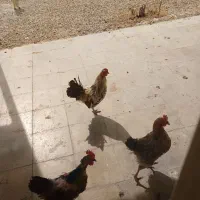 خروس نژاد دار میناتوری|حیوانات مزرعه|کوهمره, |دیوار