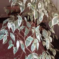 گل بنجامین.سانسوریا.فیلتوس.دیفن.ادرس گلبهار|گل و گیاه طبیعی|گلبهار, شهر جدید گلبهار|دیوار