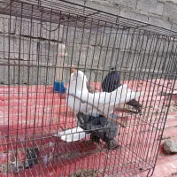 کبوتر|پرنده|جیرفت, |دیوار