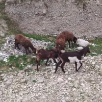 دوتا بزیکی پلنگی پاکستانی جنس دار یکی برای کوشتار