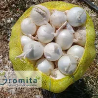 پیاز درشت رستورانی ارسال درب رستوران و کترینگ و ..