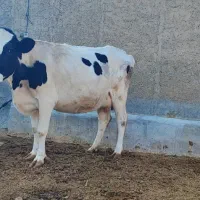 با سلام فروش یک راس گاو هلشتاین جنس خوب|حیوانات مزرعه|کامفیروز, |دیوار