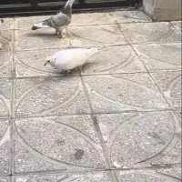 کبوتر|حیوانات|بروجرد, |دیوار