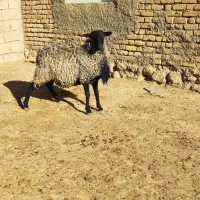 شیشک قوچ رومانوف اصل بذری ،بره اصیل|حیوانات مزرعه|بختگان, |دیوار